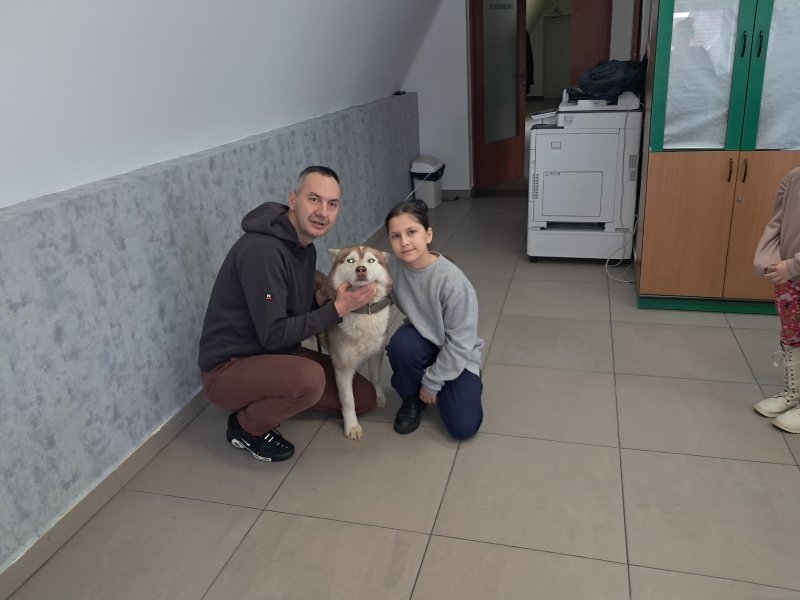 Na zdjęciu widać dziecko głaszczące psa rasy Siberian Husky w Sali, w której odbywały się zajęcia. Pies jest pod opieką właściciela, który kuca obok niego.  