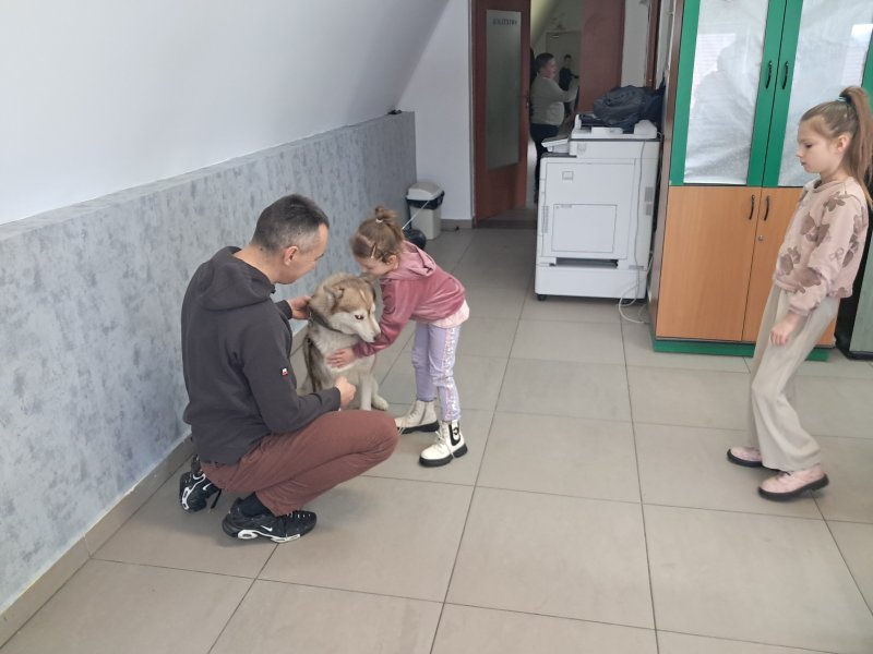 Na zdjęciu widać dziecko głaszczące psa rasy Siberian Husky w Sali, w której odbywały się zajęcia. Pies jest pod opieką właściciela, który kuca obok niego. Obok stoją dzieci czekające w kolejce, aby pogłaskać pieska.  