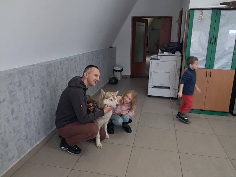 Na zdjęciu widać dziecko głaszczące psa rasy Siberian Husky w Sali, w której odbywały się zajęcia. Pies jest pod opieką właściciela, który kuca obok niego.  