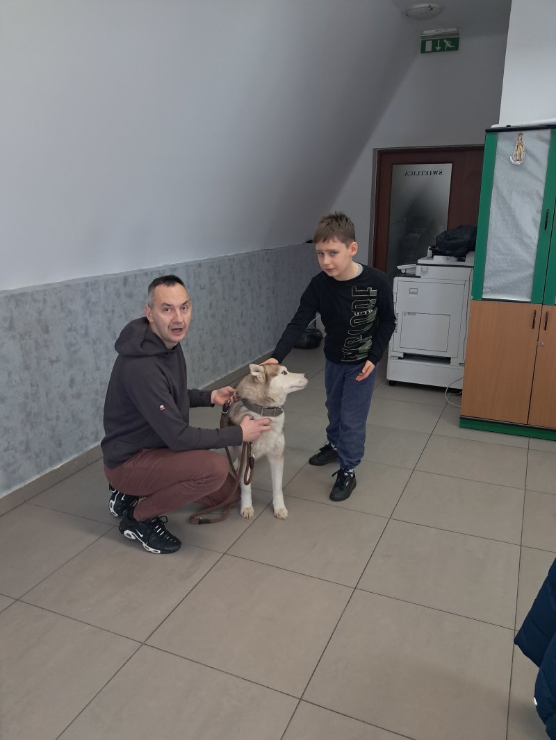 Na zdjęciu widać dziecko głaszczące psa rasy Siberian Husky w Sali, w której odbywały się zajęcia. Pies jest pod opieką właściciela, który kuca obok niego  