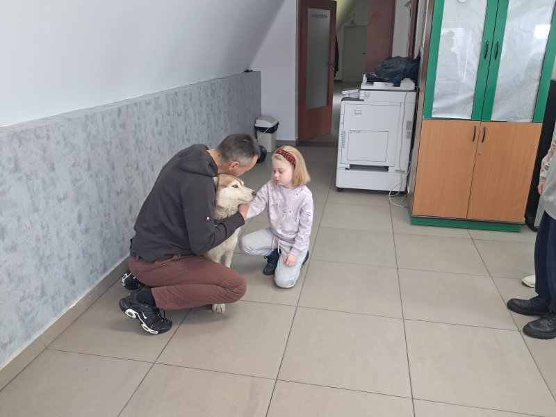 Na zdjęciu widać dziecko głaszczące psa rasy Siberian Husky w Sali, w której odbywały się zajęcia. Pies jest pod opieką właściciela, który kuca obok niego.  