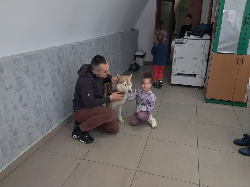 Na zdjęciu widać dziecko głaszczące psa rasy Siberian Husky w Sali, w której odbywały się zajęcia. Pies jest pod opieką właściciela, który kuca obok niego.  