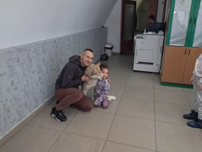 Na zdjęciu widać dziecko przytulające się do psa rasy Siberian Husky w Sali, w której odbywały się zajęcia. Pies jest pod opieką właściciela, który kuca obok niego.  